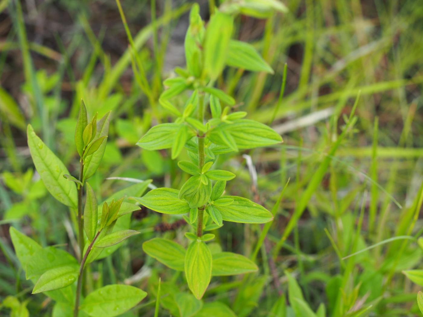 St. John's Wort, Hairy